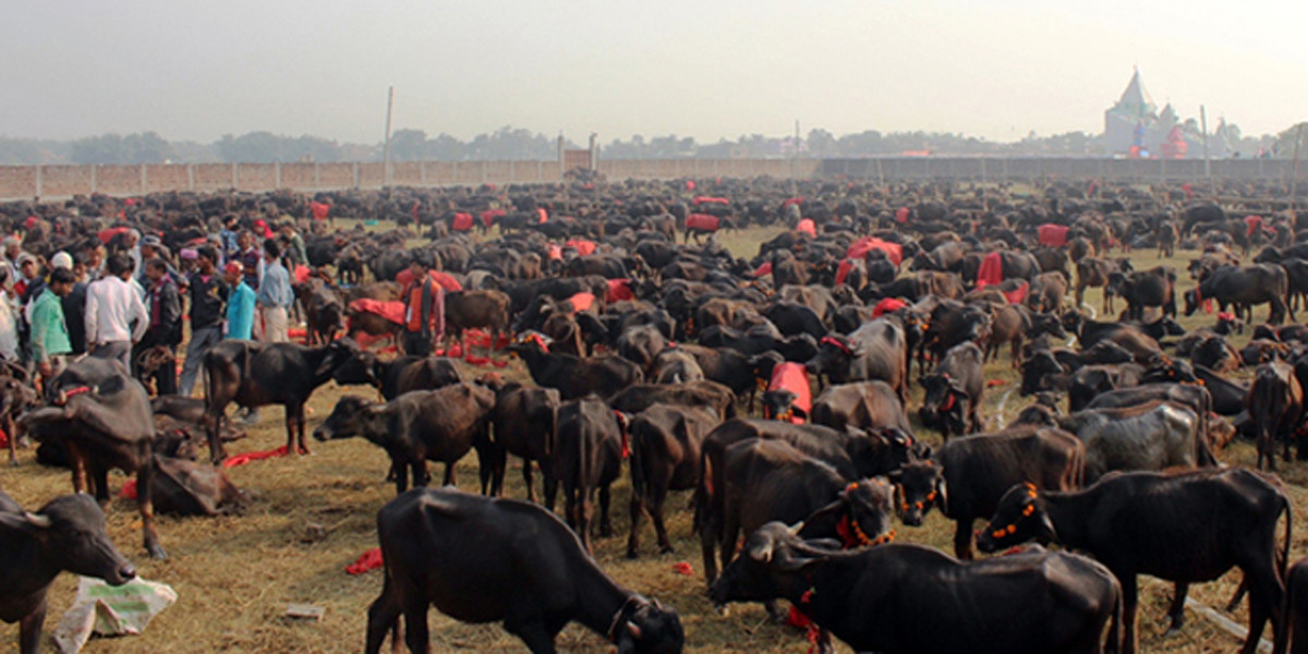 Ghadhimai-Mela-6.jpg